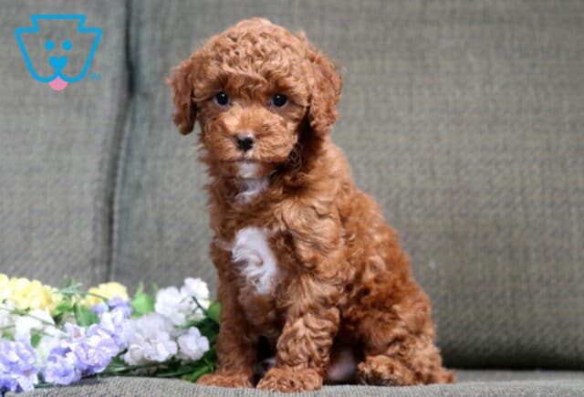 Saber Mini Poodle image