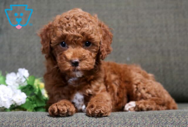 Saber Mini Poodle2 image