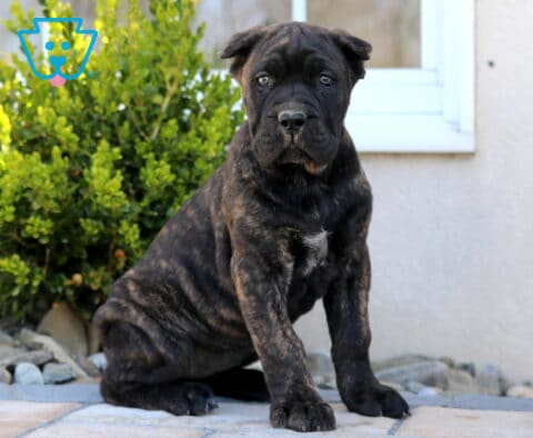 Sadie Cane Corso