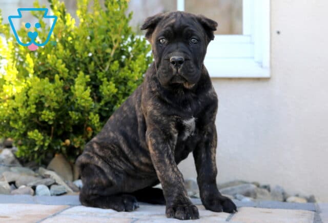 Sadie Cane Corso image