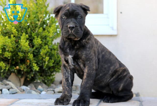Sadie Cane Corso2 image