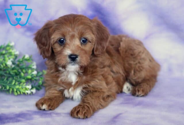 Sage Cavapoo image