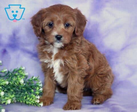 Sage Cavapoo2