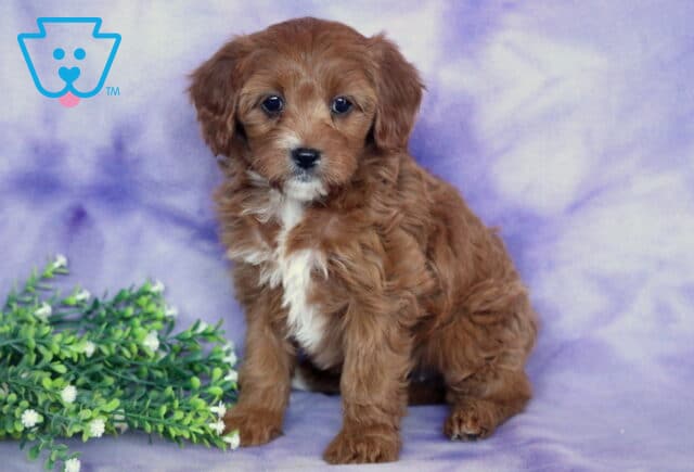 Sage Cavapoo2 image