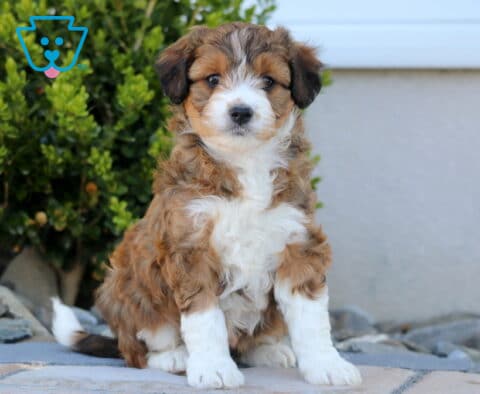 Sage Mini Aussiedoodle
