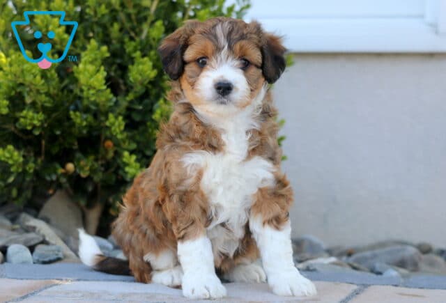 Sage Mini Aussiedoodle image