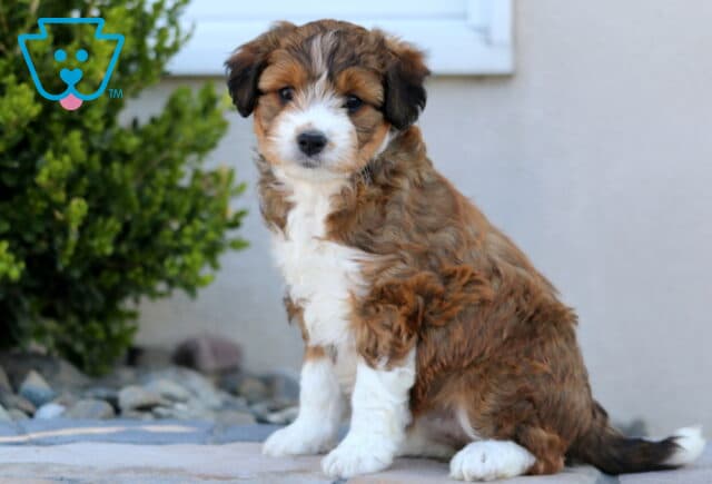 Sage Mini Aussiedoodle2 image