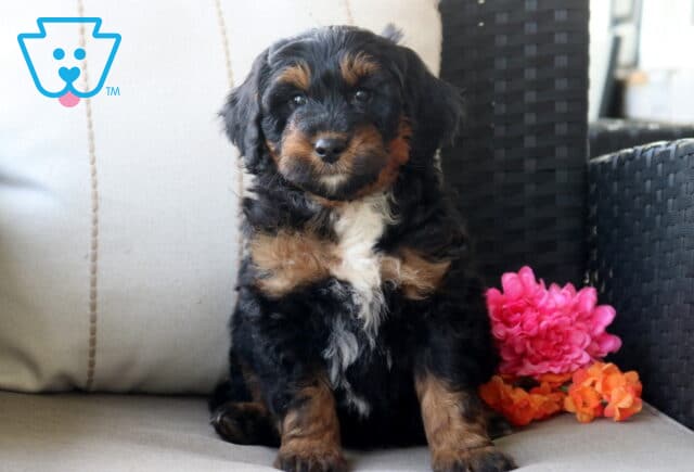 Saint Mini Bernedoodle image