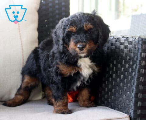 Saint Mini Bernedoodle2