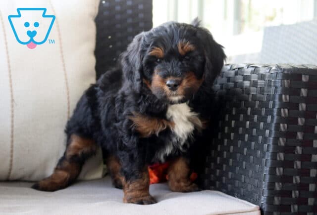 Saint Mini Bernedoodle2 image