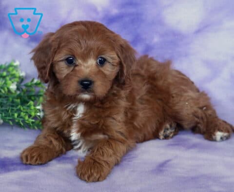 Sally Cavapoo
