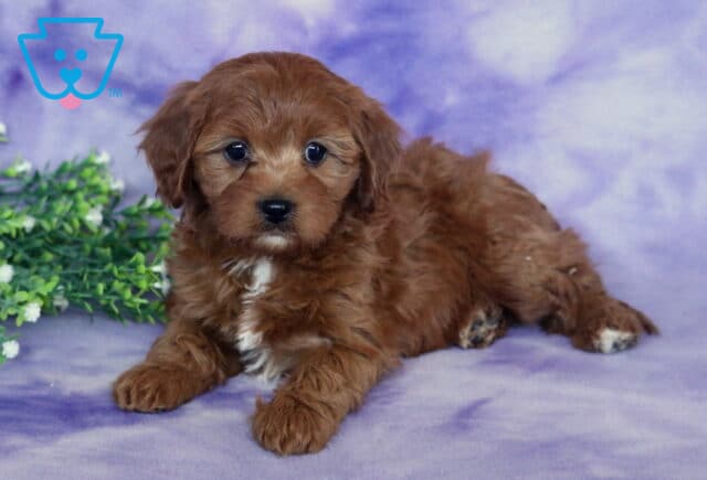 Sally Cavapoo image