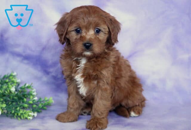 Sally Cavapoo2 image