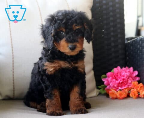 Sammy Mini Bernedoodle