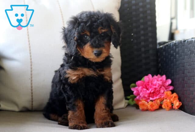 Sammy Mini Bernedoodle image