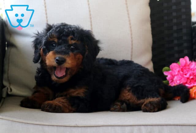 Sammy Mini Bernedoodle2 image