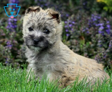 Sasha Cairn Terrier