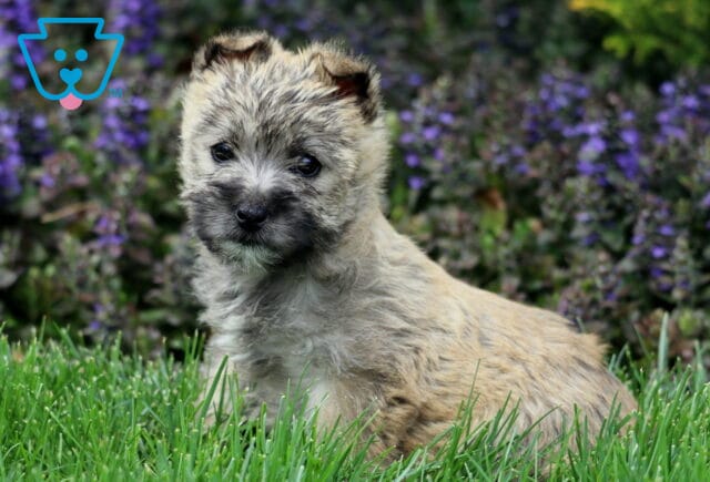 Sasha Cairn Terrier image