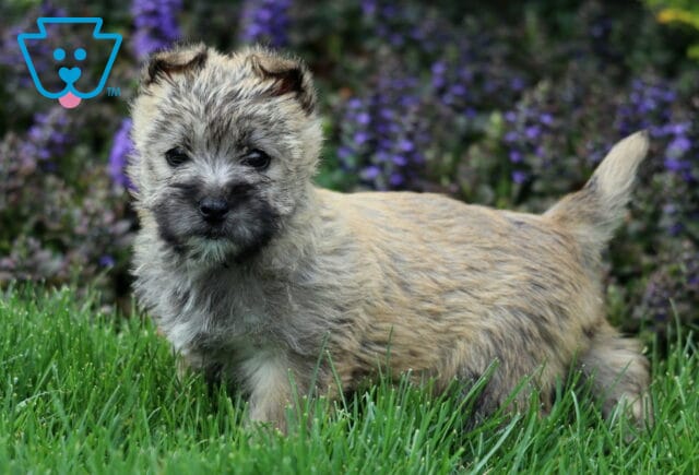 Sasha Cairn Terrier2 image
