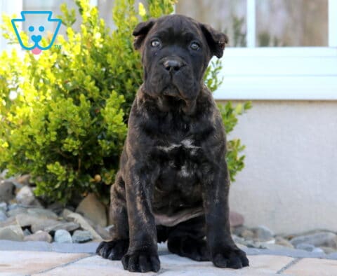 Sasha Cane Corso