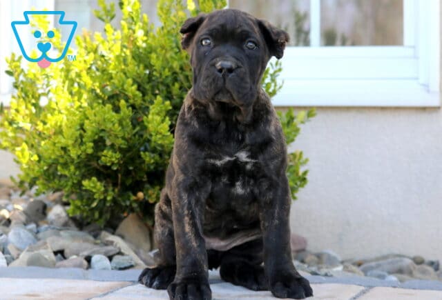 Sasha Cane Corso image