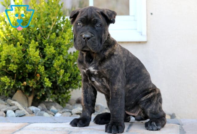 Sasha Cane Corso2 image