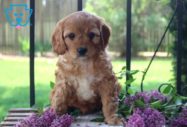 Sasha Cavapoo image