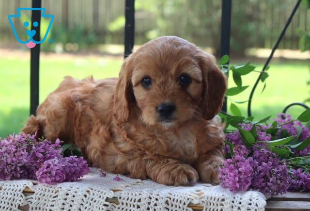 Sasha Cavapoo2 image