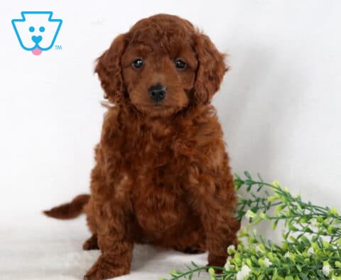 Sasha Mini Goldendoodle