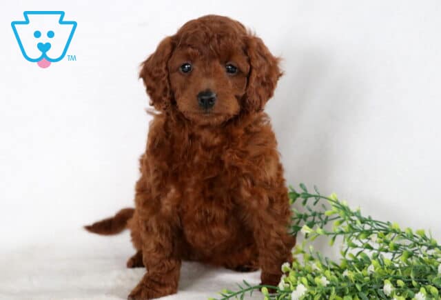 Sasha Mini Goldendoodle image