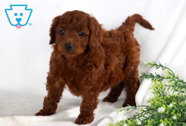 Sasha Mini Goldendoodle2 image