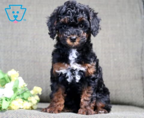 Sassy Mini Poodle