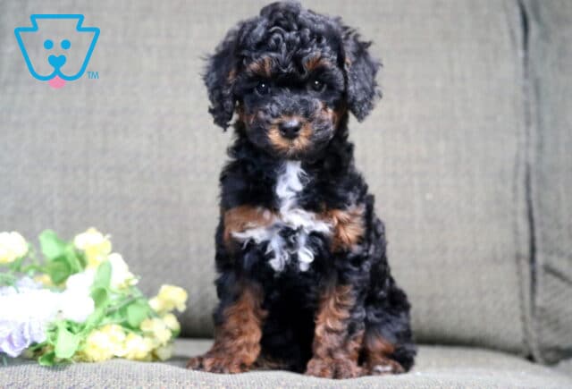 Sassy Mini Poodle image