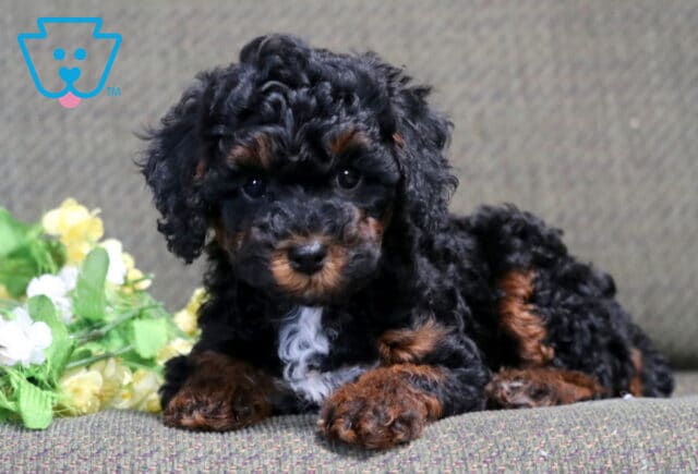 Sassy Mini Poodle2 image
