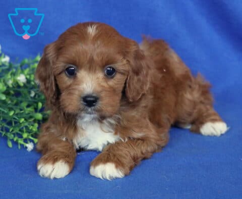 Saul Cavapoo