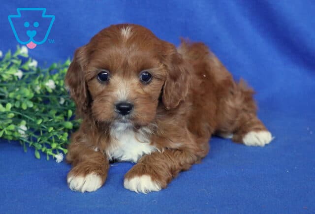 Saul Cavapoo image