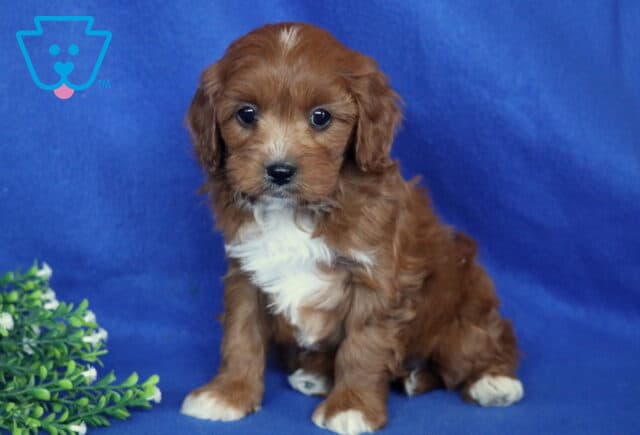 Saul Cavapoo2 image