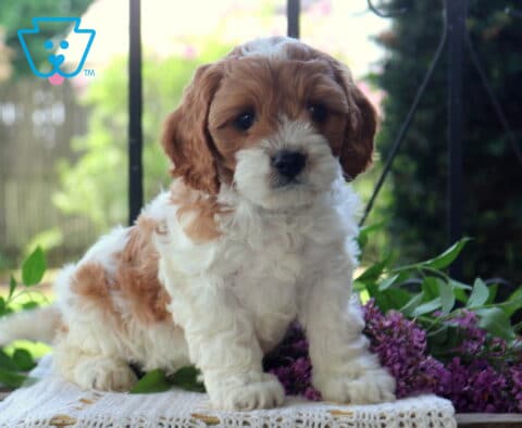 Sawyer Cavapoo