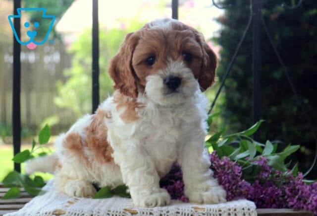 Sawyer Cavapoo image