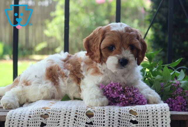 Sawyer Cavapoo2 image