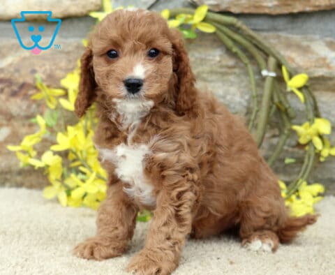 Scooby Cavapoo