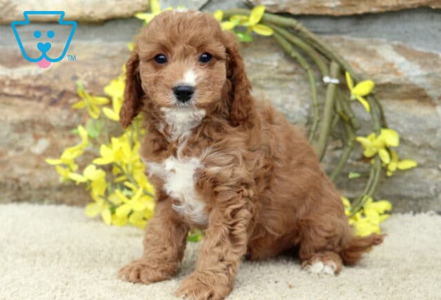 Scooby Cavapoo image
