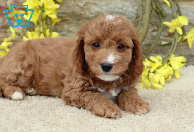 Scooby Cavapoo2 image