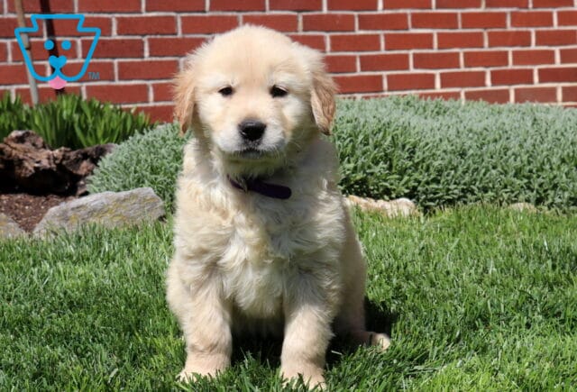 Scooby Goldens image