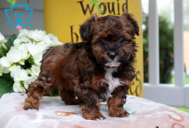 Scooter Yorkiepoo image