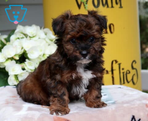 Scooter Yorkiepoo2