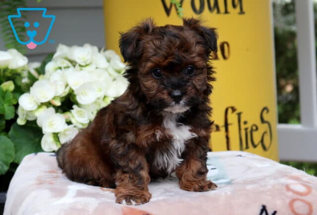 Scooter Yorkiepoo2 image