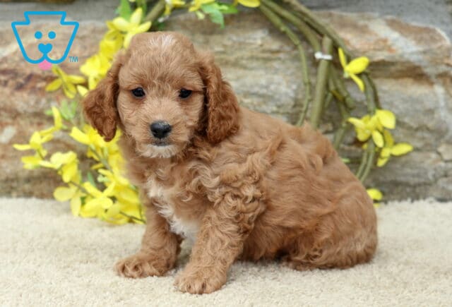 Scotty Cavapoo image