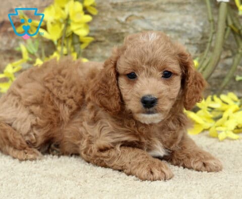 Scotty Cavapoo2
