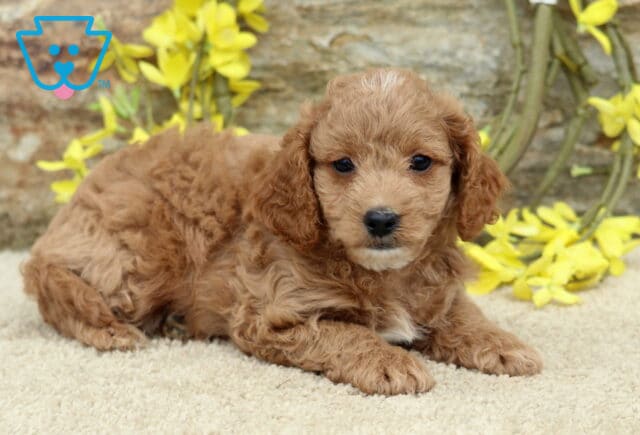 Scotty Cavapoo2 image